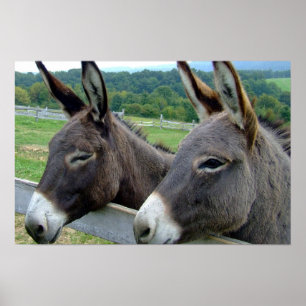 Donkey Mule Farm Animal Land Destiny Poster