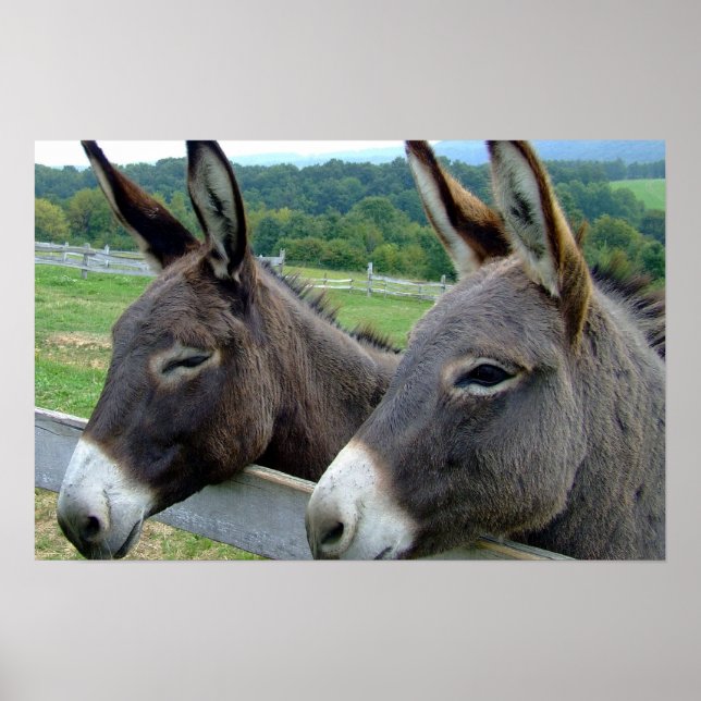 Donkey Mule Farm Animal Land Destiny Poster (Framsidan)