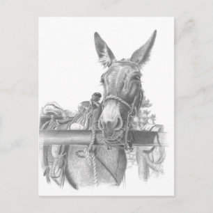 donkey mules vykort