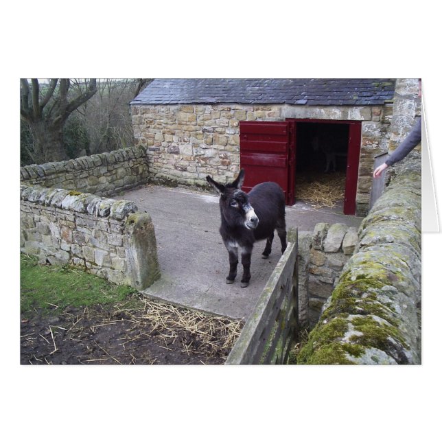 Donkey OBS Kort (Framsidan Horizontal)