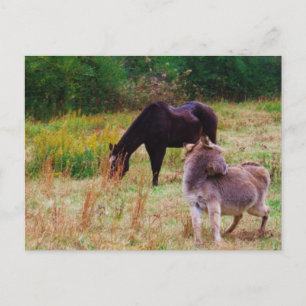 Donkey och häst i Fall Fält. Vykort