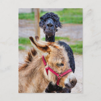 Donkey och lama vykort