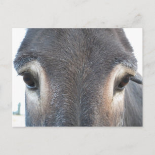 Donkey Ögon Vykort