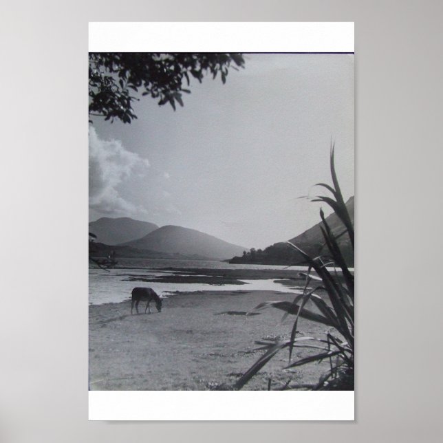 Donkey on Shoreline, 1960's Achill Island Ireland Poster (Framsidan)