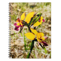 Donkey Orchids