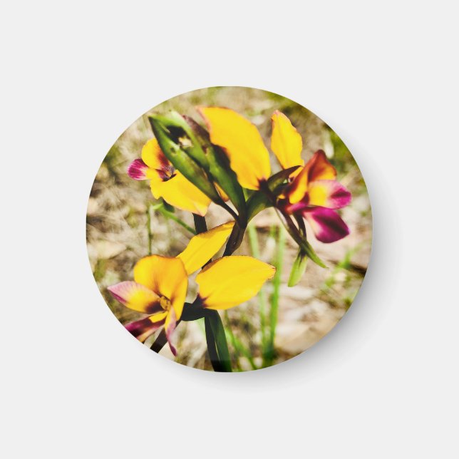 Donkey Orchids Magnet (Framsidan)