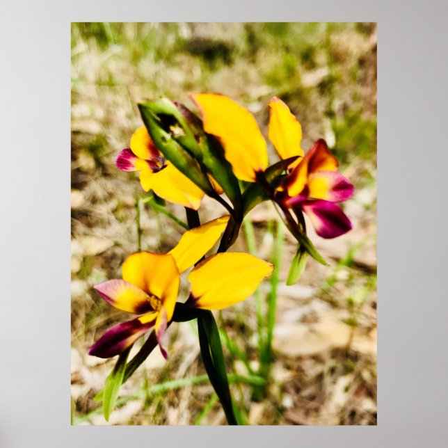 Donkey Orchids Poster (Framsidan)