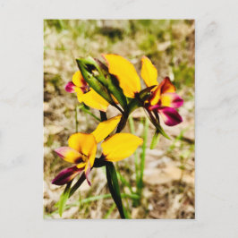 Donkey Orchids Vykort