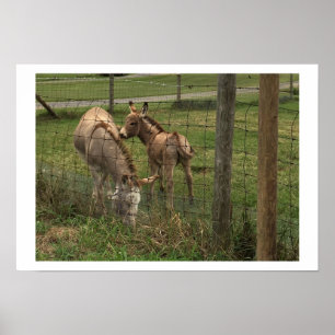 Donkey Photo Poster