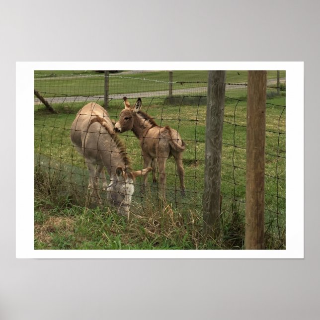 Donkey Photo Poster (Framsidan)