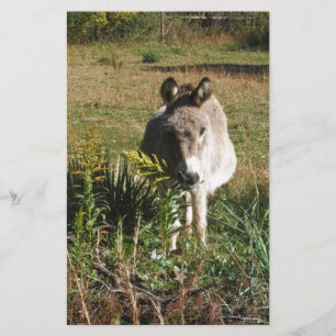 Donkey Picking Gult Autumn Wildblommor Brevpapper