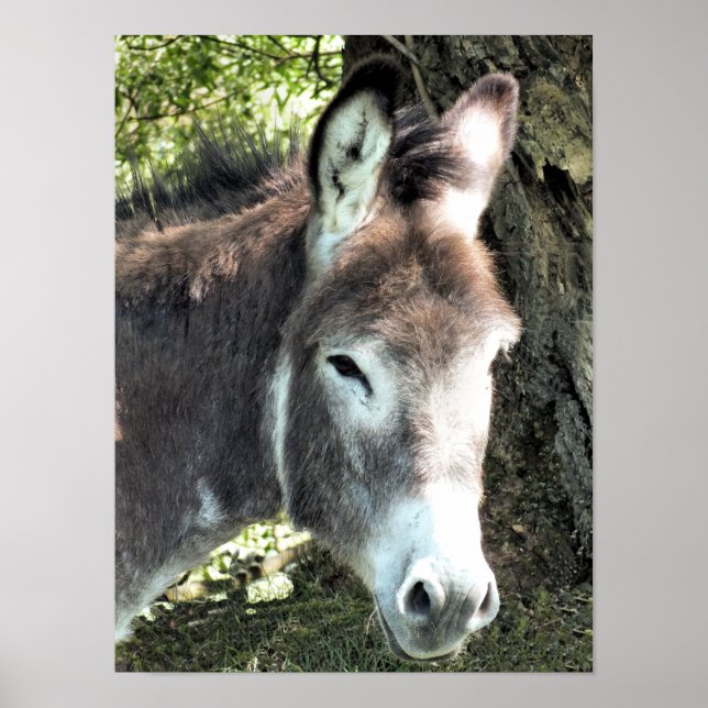 DONKEY POSTER (Framsidan)