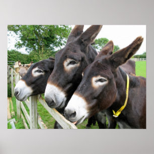 Donkey! Poster