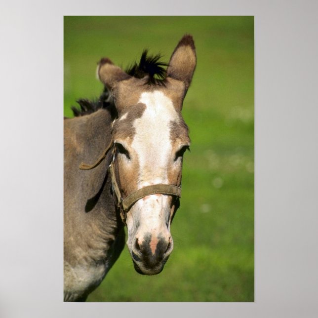 Donkey Poster (Framsidan)