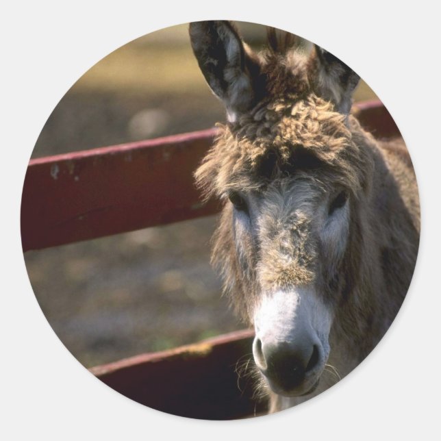 Donkey Runt Klistermärke (Framsida)