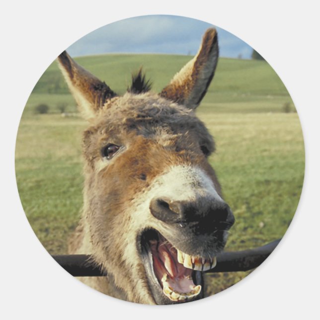 Donkey Runt Klistermärke (Framsida)