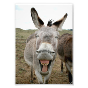 Donkey Smile Fototryck