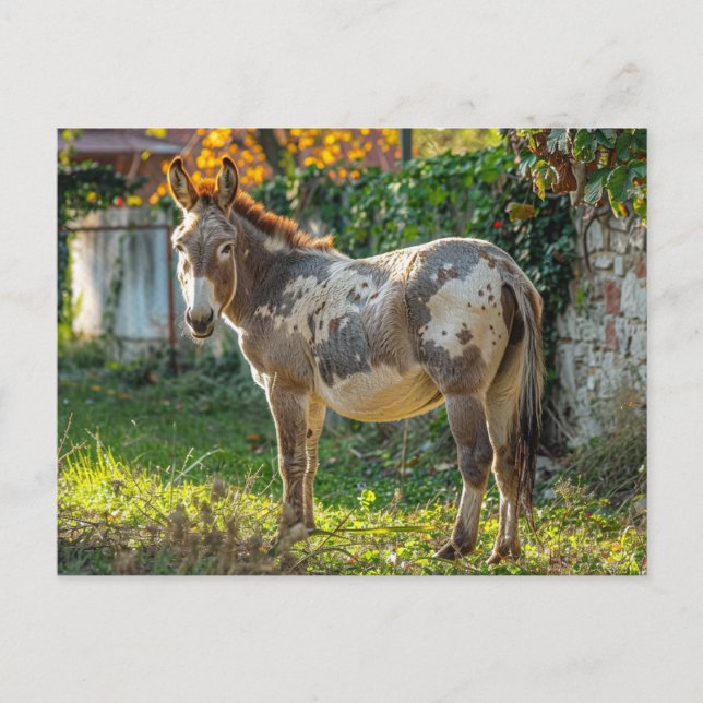 Donkey Spoted Postcard Vykort (Framsida)