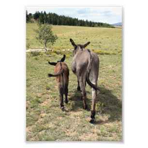 Donkey "Tales" Fototryck