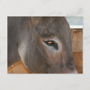 Donkey Thoughts Farm Animal Photo Postcard Vykort