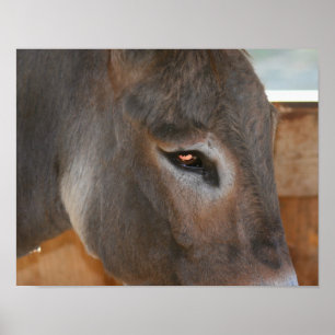 Donkey Thoughts Farm Animal Poster