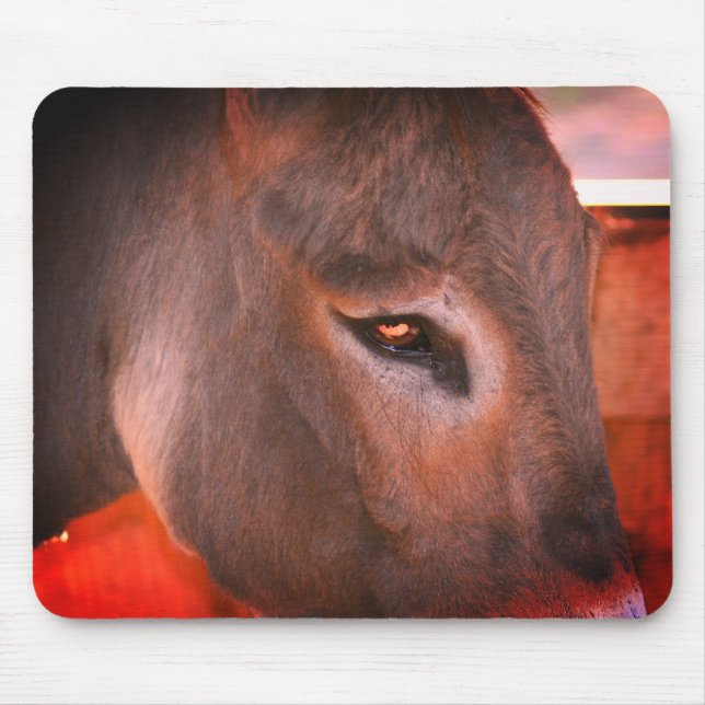 Donkey Thoughts Musmatta (Framsidan)