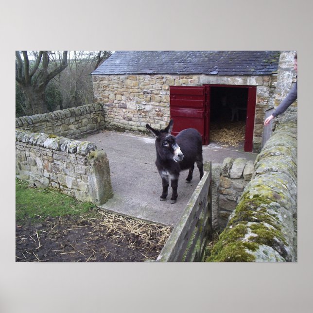Donkey-utskrift Poster (Framsidan)