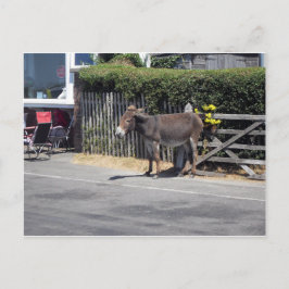 Donkey vid Grind Vykort