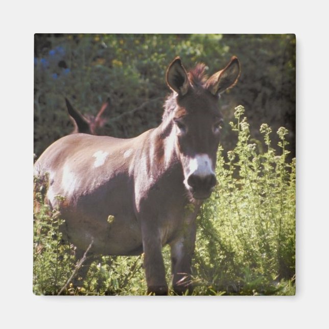 Donkey vid Pasture Magnet (Framsidan)