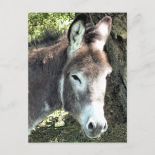 DONKEY VYKORT