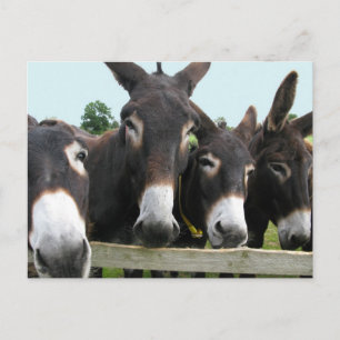 Donkey Vykort
