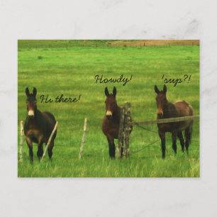 Donkey Vykort