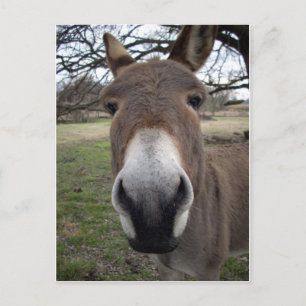DONKEY VYKORT
