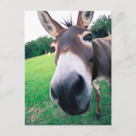 Donkey Vykort