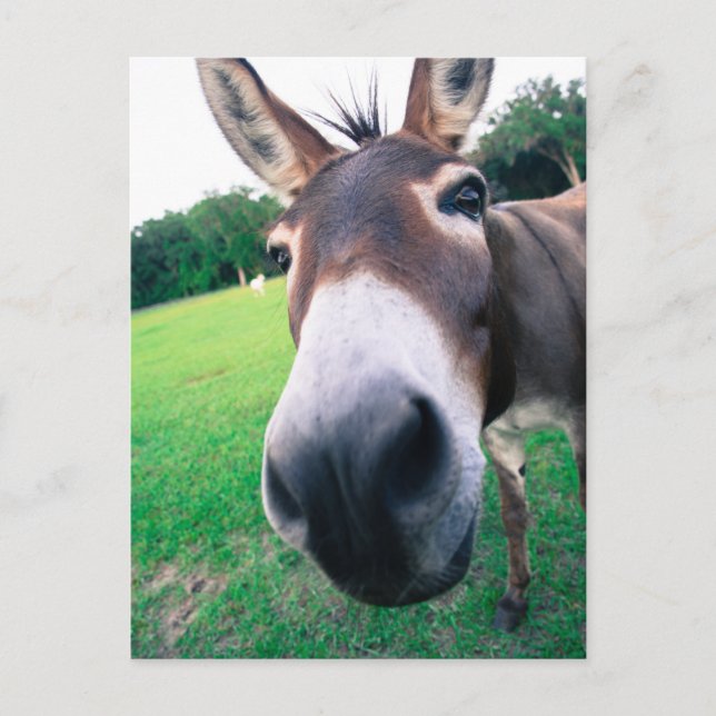 Donkey Vykort (Framsida)
