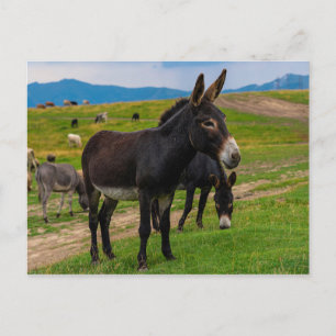 Donkey Vykort
