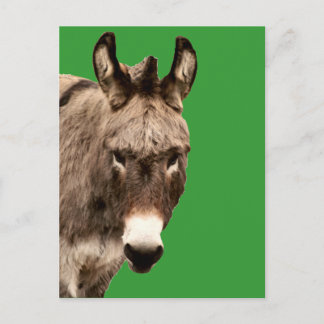 donkey vykort
