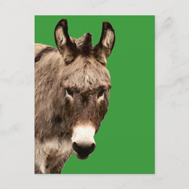 donkey vykort (Framsida)