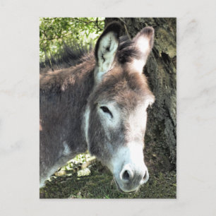DONKEY VYKORT