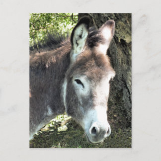DONKEY VYKORT