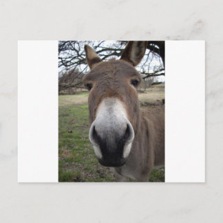 DONKEY VYKORT