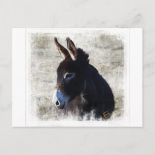 Donkey Vykort