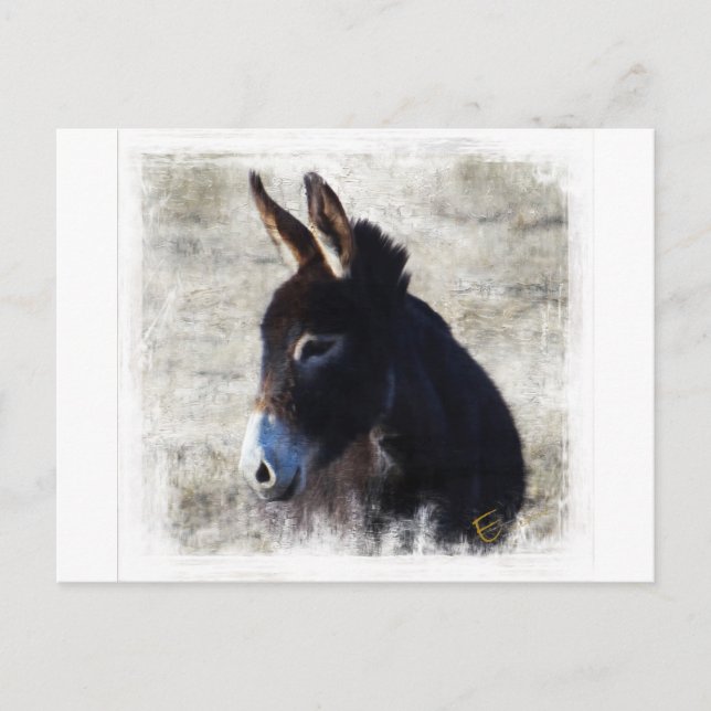 Donkey Vykort (Framsida)