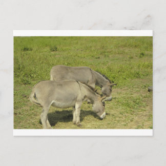 donkey vykort