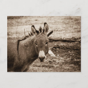 Donkey Vykort
