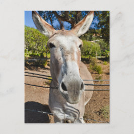 Donkey Vykort