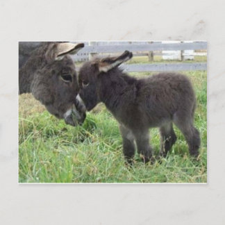 donkey vykort