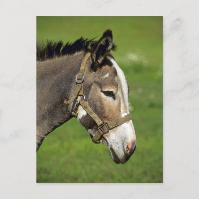 Donkey Vykort (Framsida)