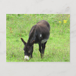Donkey Vykort