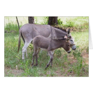 Donkey Zonkey-kort Hälsningskort